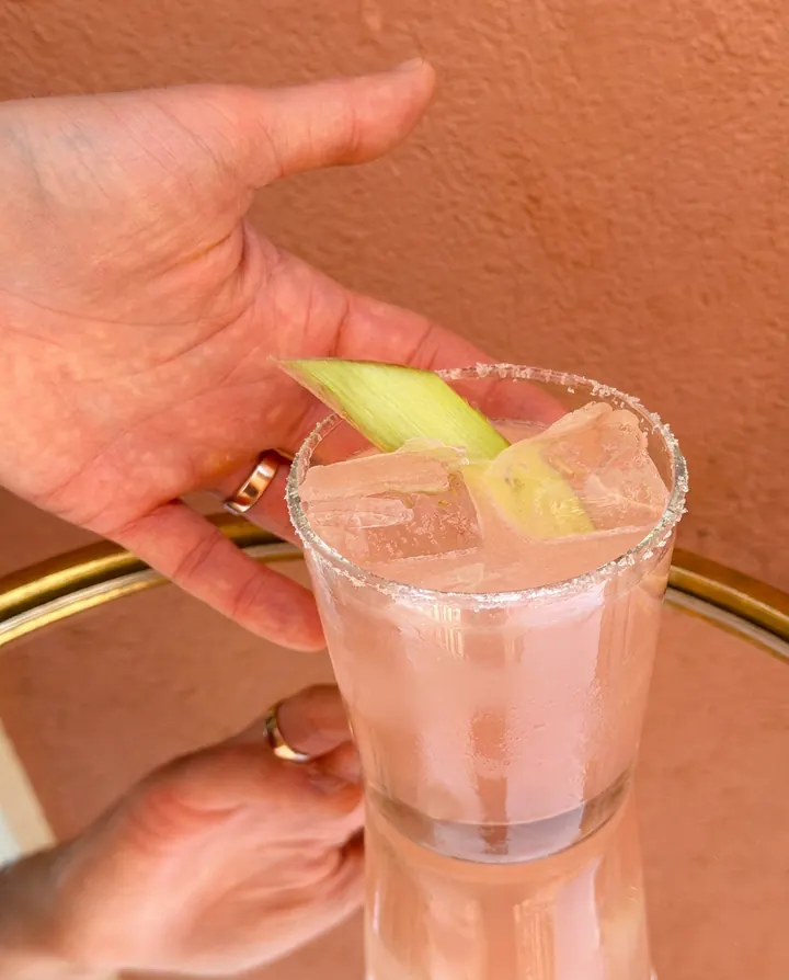 Rabarbera margarita
